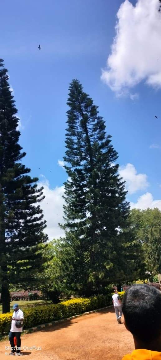 “Lalbagh walk and coffee?”