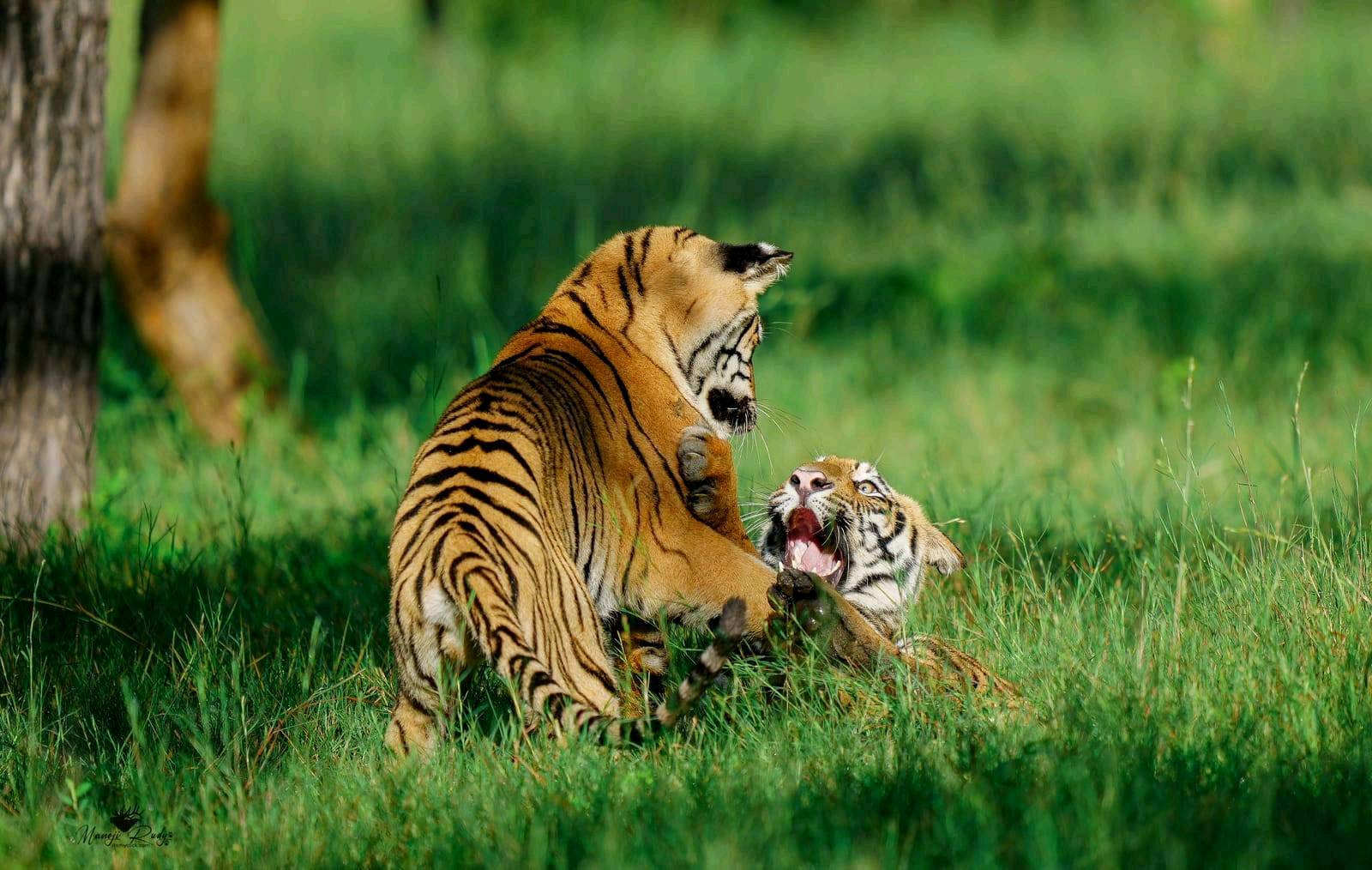 Let's explore Tadoba Tiger Reserve🐯 - 2