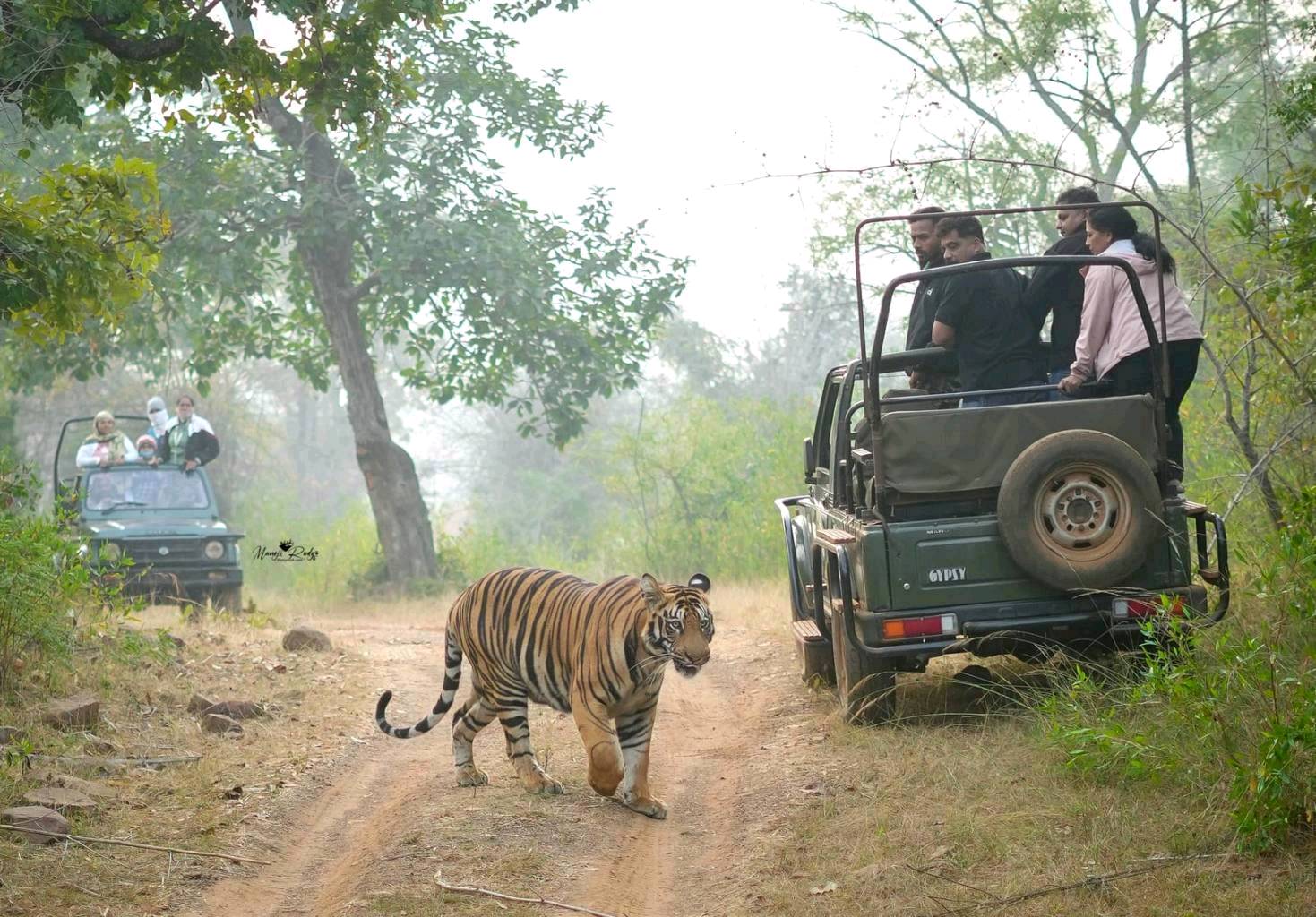Let's explore Tadoba Tiger Reserve🐯 - 3
