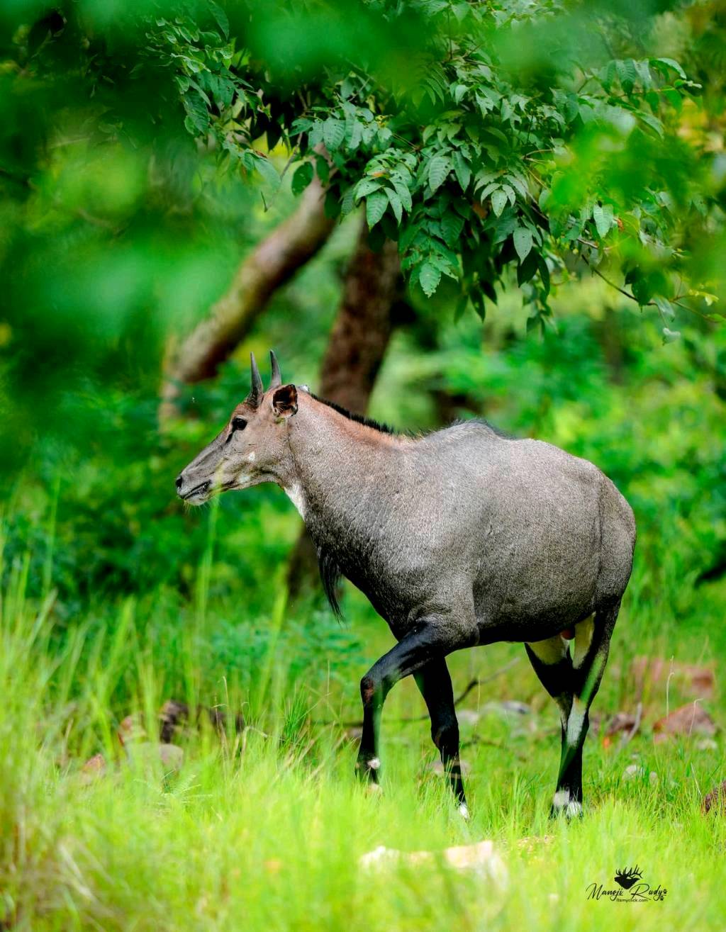 Let's explore Tadoba Tiger Reserve🐯 - 4