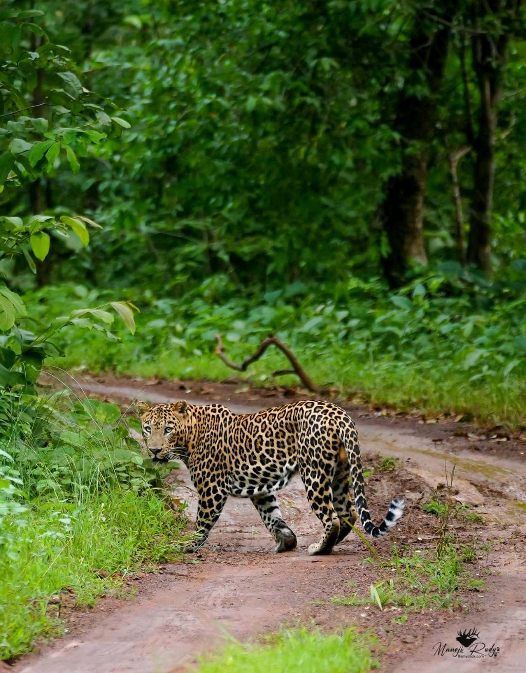 Let's explore Tadoba Tiger Reserve🐯 - 6