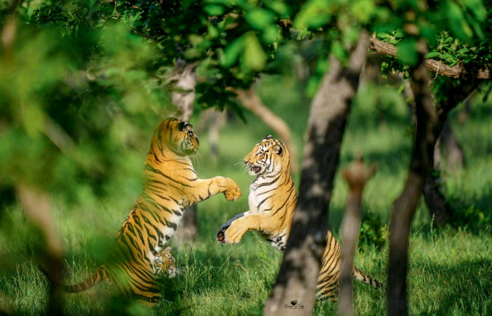 Tadoba Tiger Reserve, MH - 2
