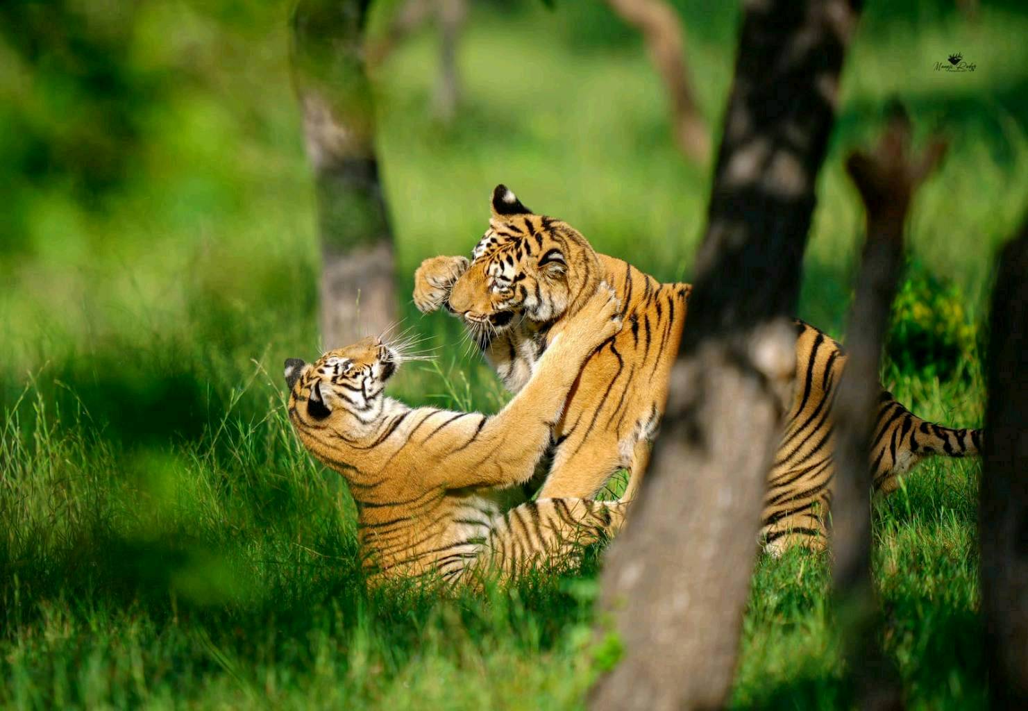 Tadoba Tiger Reserve, MH - 3