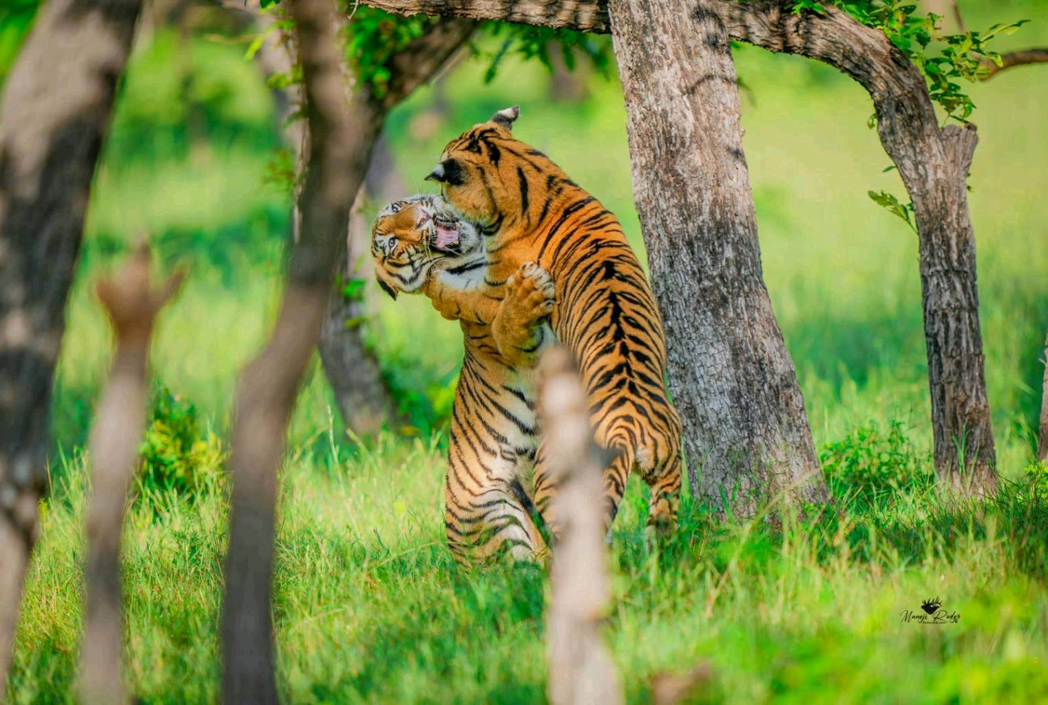 Tadoba Tiger Reserve, MH - 4