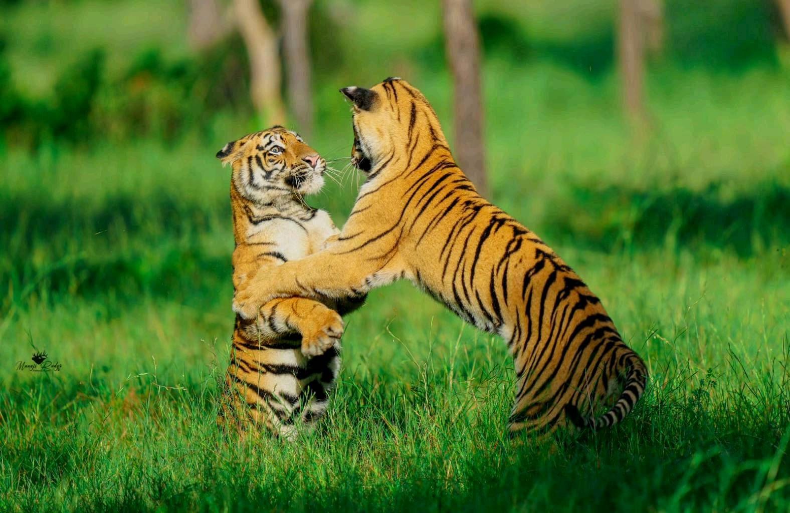 Tadoba Tiger Reserve, MH - 5