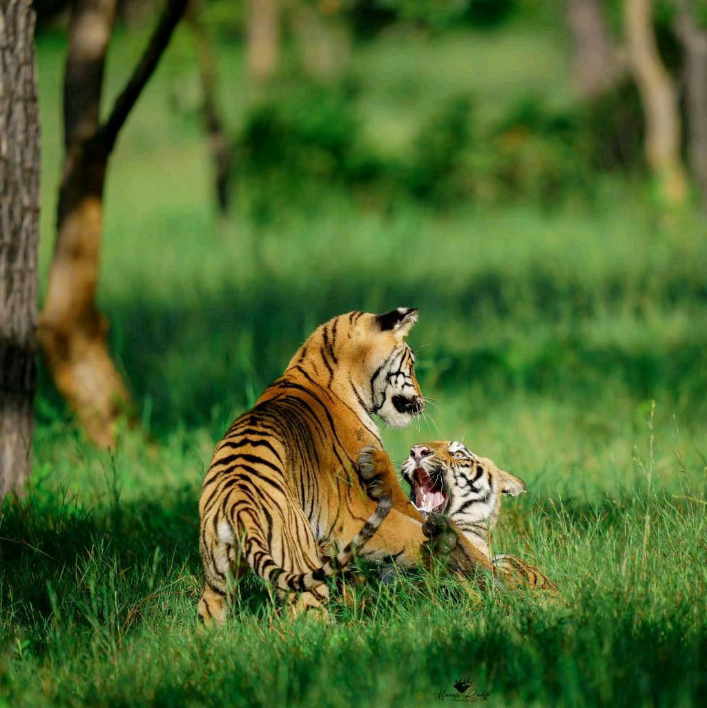 Tadoba Tiger Reserve, MH - 6